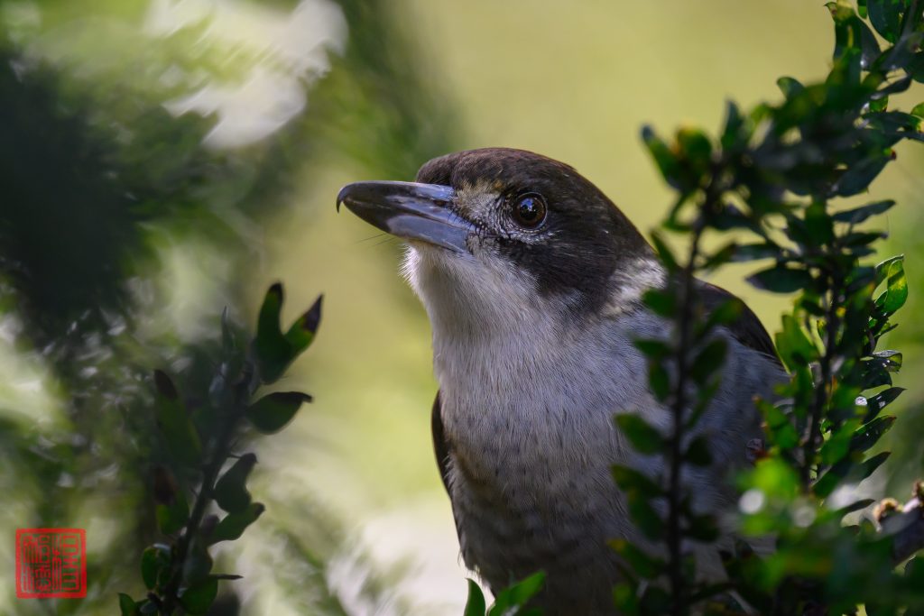 Grey Butcherbird