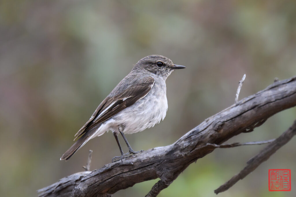 Nikon Z 9, Nikkor Z 800mm f/6.3 VR S @ 1/800s f/6.3 ISO1250