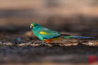 Mulga Parrot