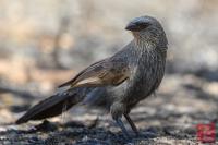 Apostlebird