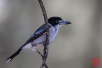 Selected photographs from Hattah-Kulkyne National Park