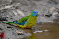 Turquoise Parrot