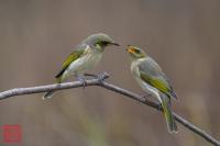 Fuscous Honeyeater