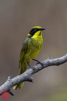 Yellow-tufted Honeyeater