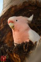 Pink Cockatoo