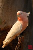 Pink Cockatoo