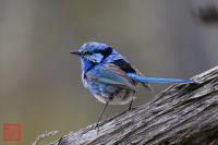 Splendid Fairywren (Male, Molting)