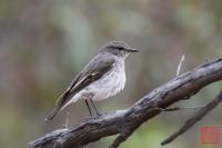 Hooded Robin (Female)