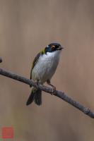 White-naped Honeyeater