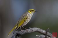 Yellow-plumed Honeyeater