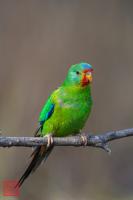 Swift Parrot