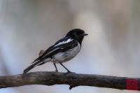 Hooded Robin (Male)