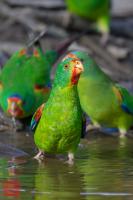 Swift Parrot