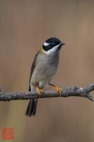 Black-chinned Honeyeater (Black-chinned)