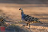 Malleefowl