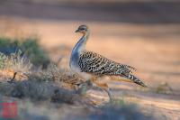 Malleefowl