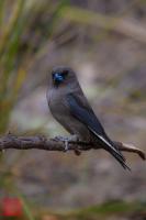 Dusky Woodswallow