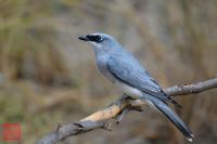 White-bellied Cuckooshrike