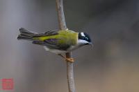 Black-chinned Honeyeater