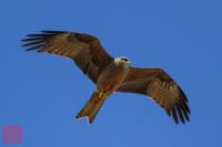 Black Kite