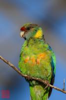 Australian Ringneck (Mallee)