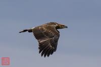 White-bellied Sea-Eagle (Immature)