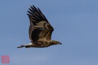 White-bellied Sea-Eagle (Immature)