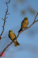 White-plumed Honeyeater